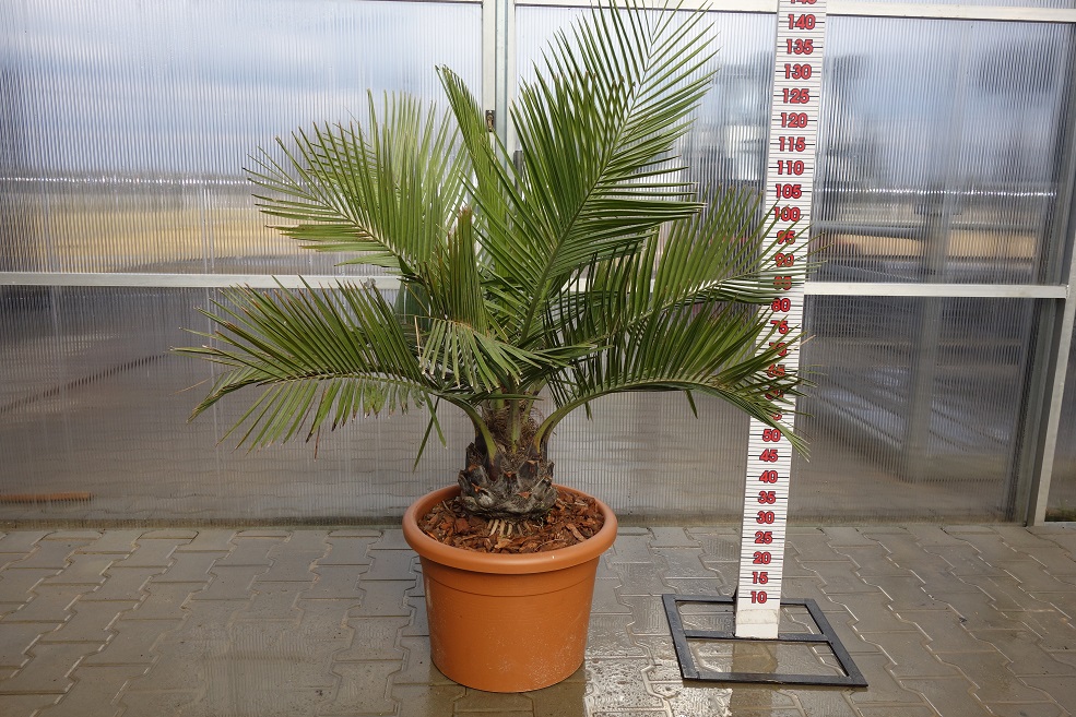 JUBAEA CHILENSIS DUŻA PALMA MIODOWA RARYTAS JUBEA