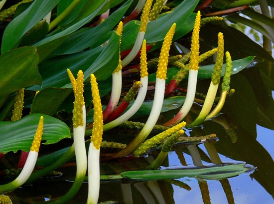 W64 Orontium wodne (Orontium aquaticum)