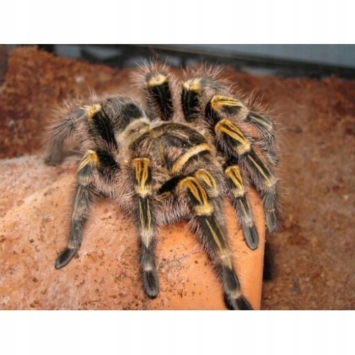 Grammostola Pulchripes L1/2