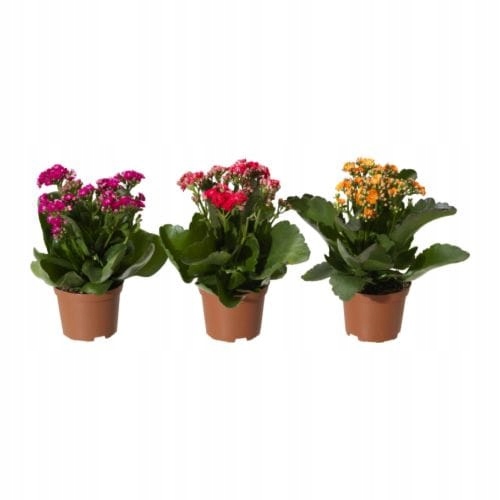 IKEA KALANCHOE Roślina doniczkowa Flaming Katy