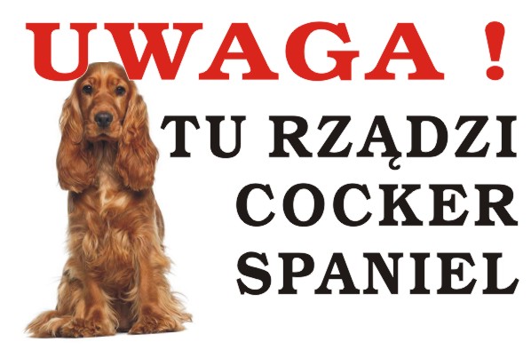 Tu rządzi Cocker Spaniel TABLICZKA PIES  20x30cm