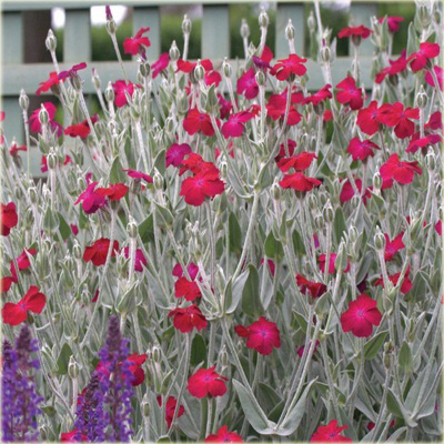 bylina Firletka omszona Lychnis coronaria