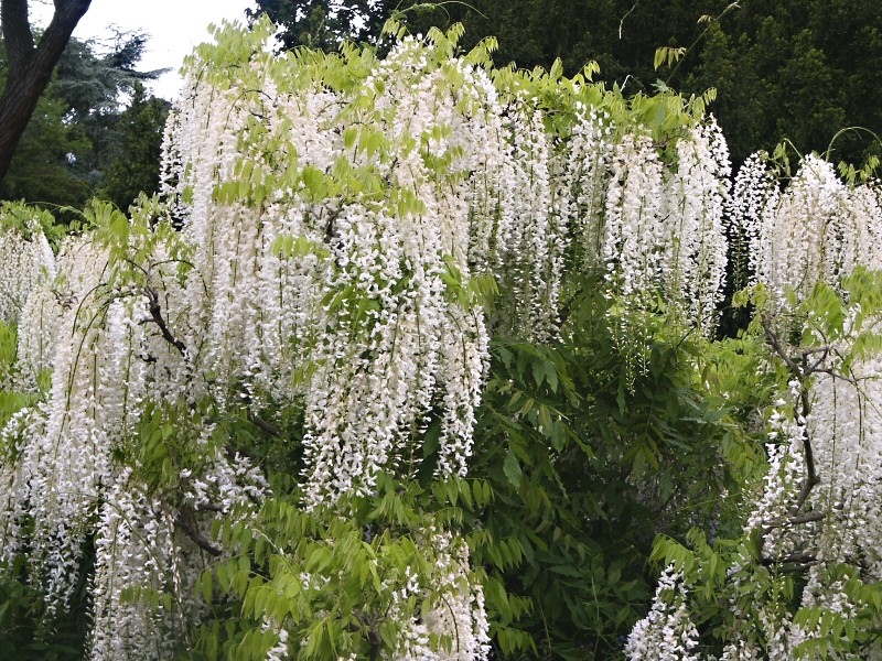 ŚNIEŻNOBIAŁA WISTERIA (GLICYNIA) SHIRO-NODA
