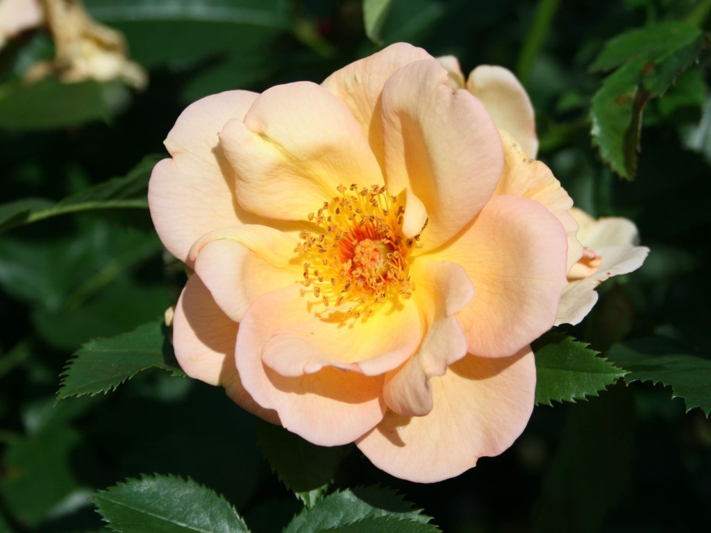 Róża PNĄCA Kordes Rosen MAIGOLD