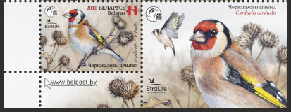 Białoruś 2018, Ptaki: szczygieł, margines **