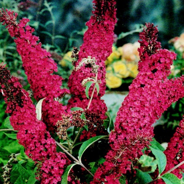 BUDLEJA DAWIDA ROYAL RED P9 MOTYLI KRZEW