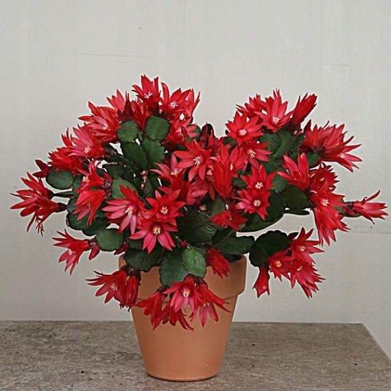 KAKTUS RHIPSALIDOPSIS RED FIRE !!! OKAZJA!!!