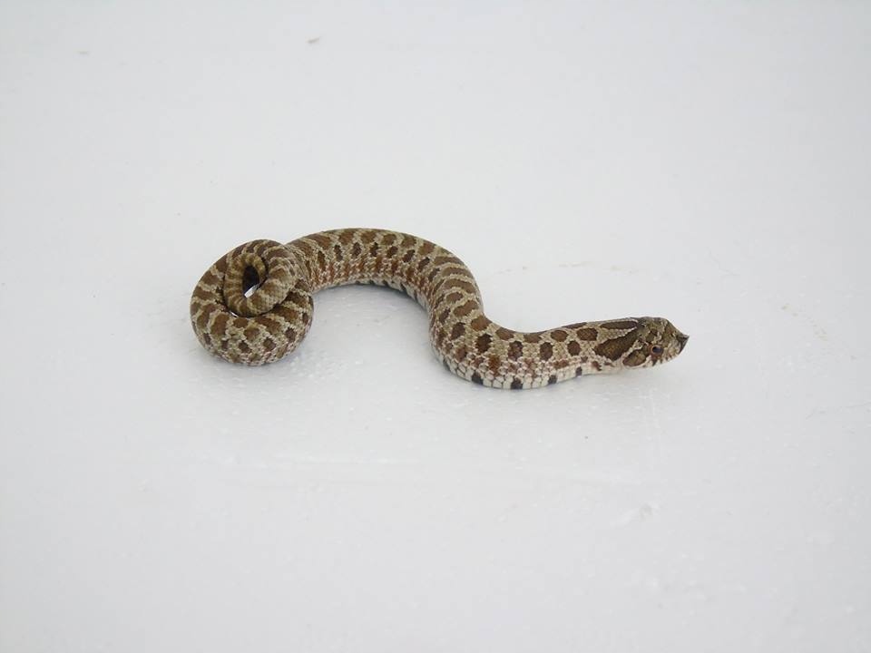 heterodon zachodni samczyk het albino