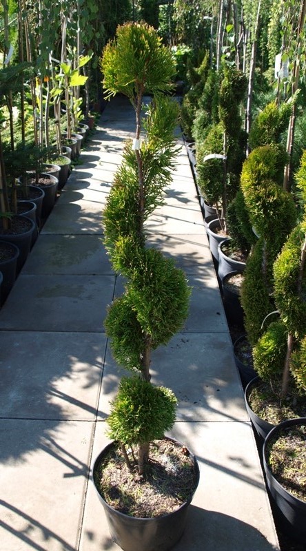 Tuja Thuja spirala smaragd złoty soliter 97cm 02