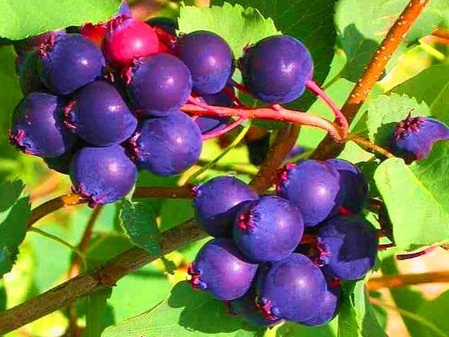 ŚWIDOŚLIWA BLUEMOON NAWÓZ GRATIS!