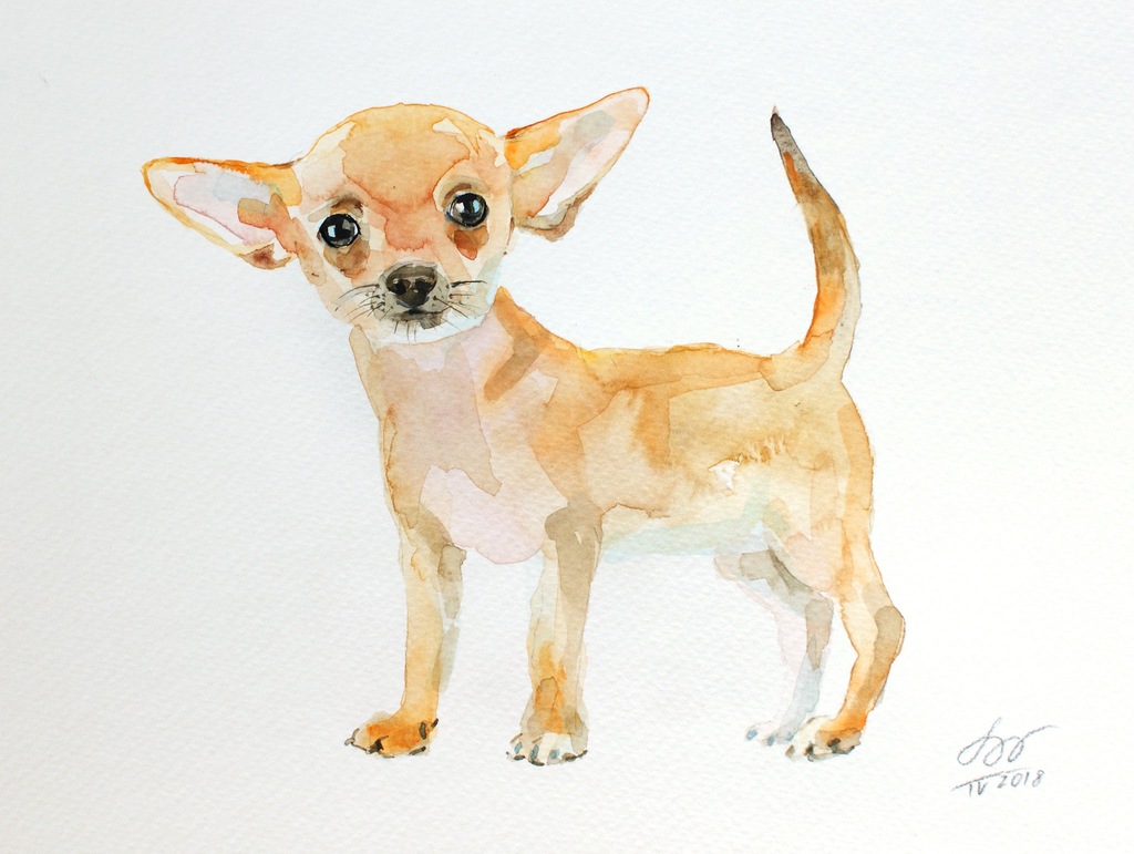 Chihuahua CZIŁAŁA piesek SZCZENIAK akwarela 24x18