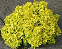 BERBERYS BOGOZAM 50-60CM NA PNIU SZCZEPIONY
