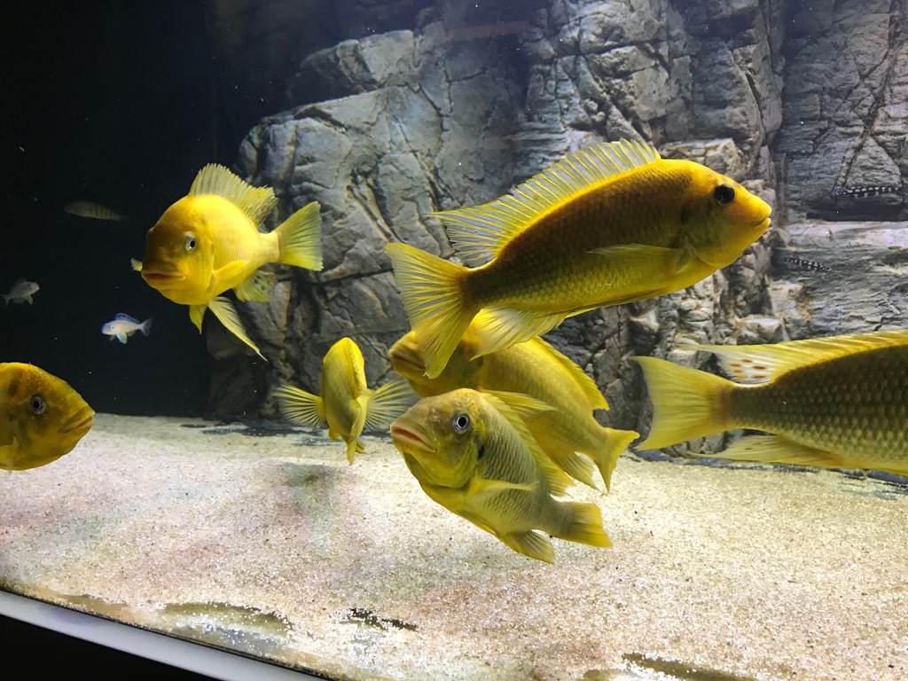 Petrochromis Moshi yellow F0 / WC i F1