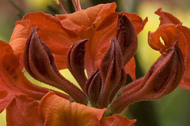 Azalea 'Tunis' - Azalia