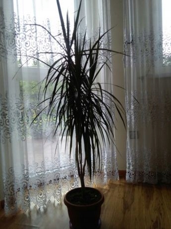 MEGA palma dracena fikus wys.160 3 odnogi urocza