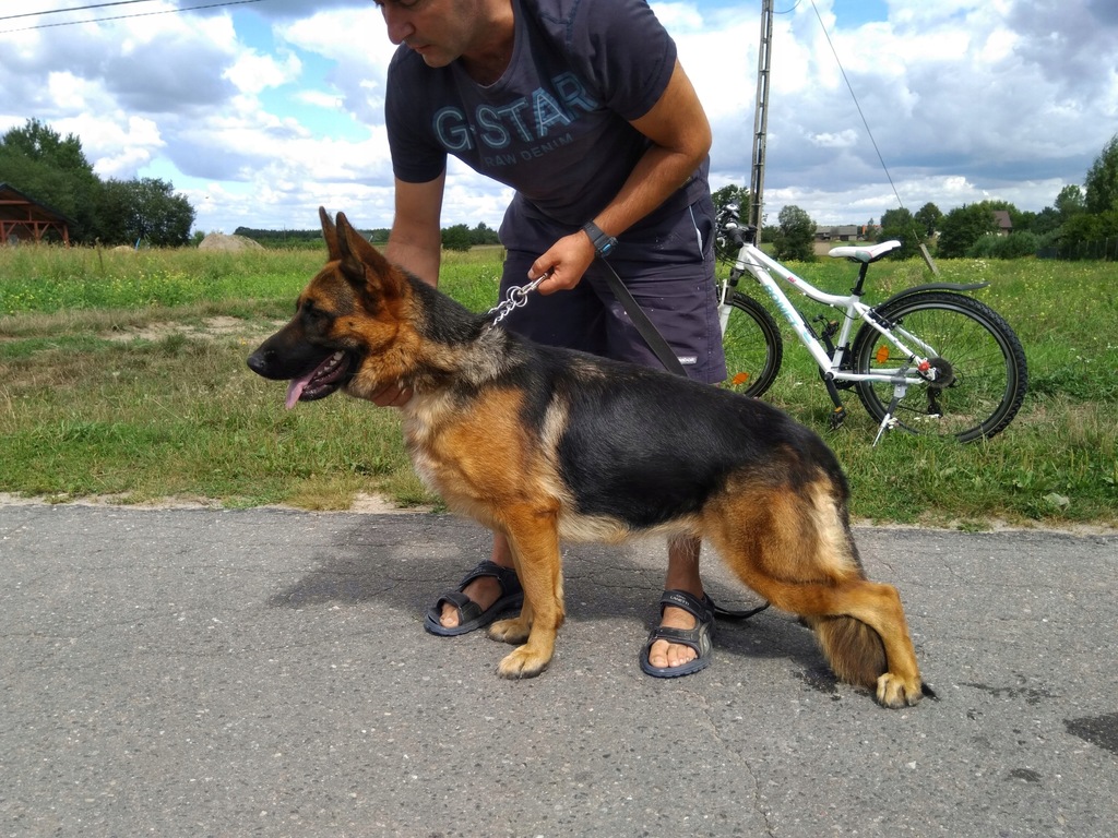 Owczarek Niemiecki krótkowłosy FCI ZKWP