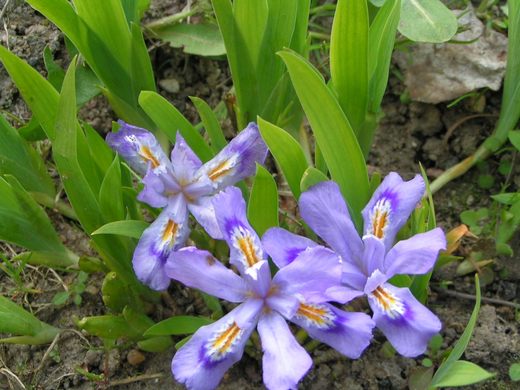 IRIS CRISTATA-GRZEBIENIASTY b.niski, niebieskie,V