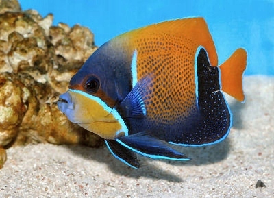 Akwarium morskie - Pomacanthus navarchus