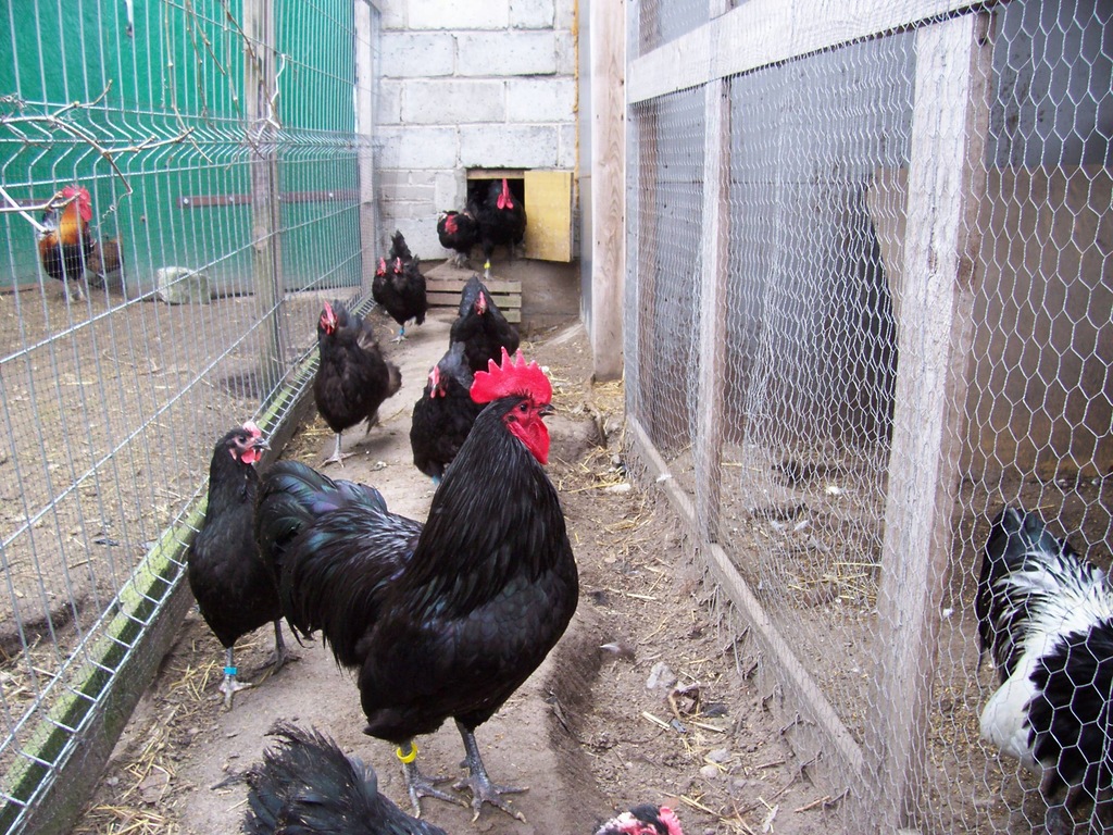 jajka lęgowe australorp i wiele innych...zobacz...