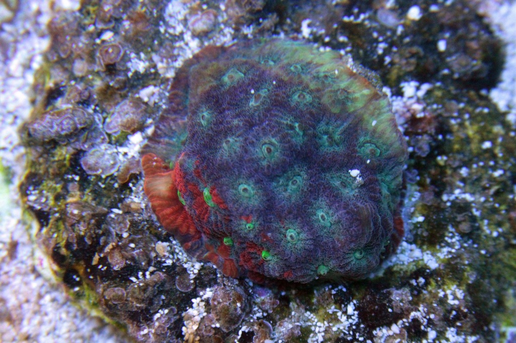 Koralowec Koral Favites Multicolor L04
