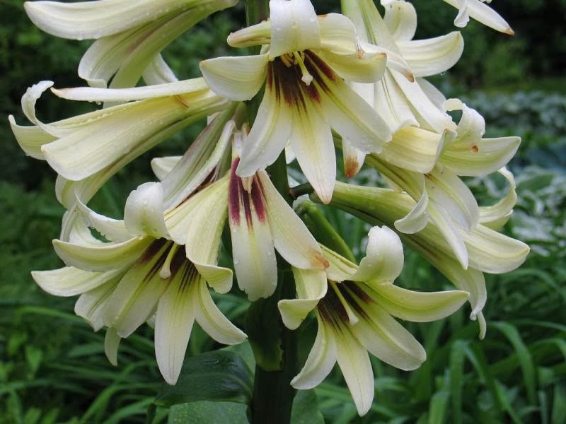 acm LILIA HIMALAJSKA CARDIOCRINUM OLBRZYM DO 4M
