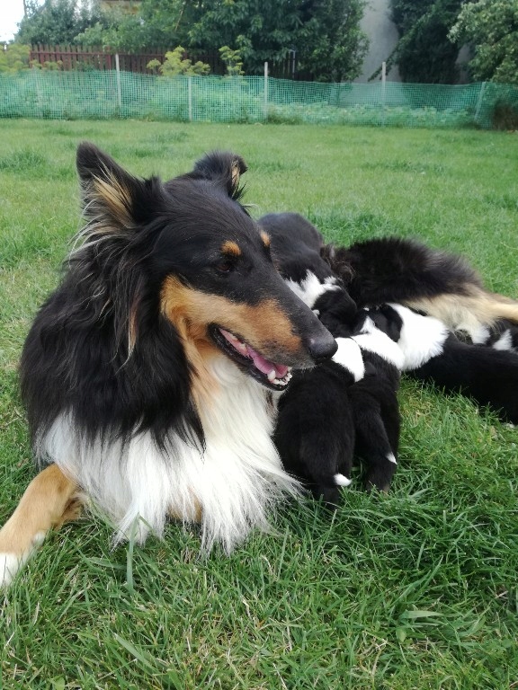 Owczarek Szkocki Collie