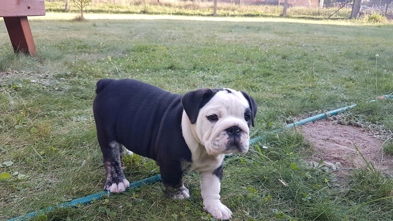 Buldog Angielski