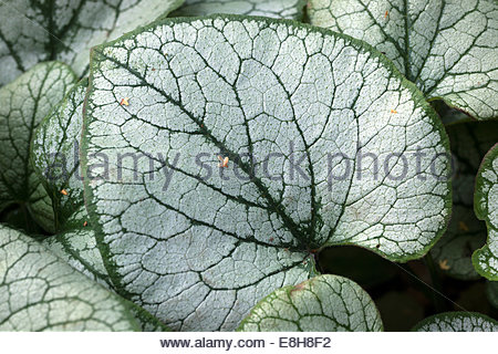 Brunnera macrophylla 'Mister Morse' - Brunera wiel