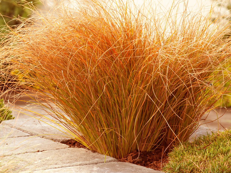 B203 Turzyca ceglasta Prairie fire __ Carex_ p9