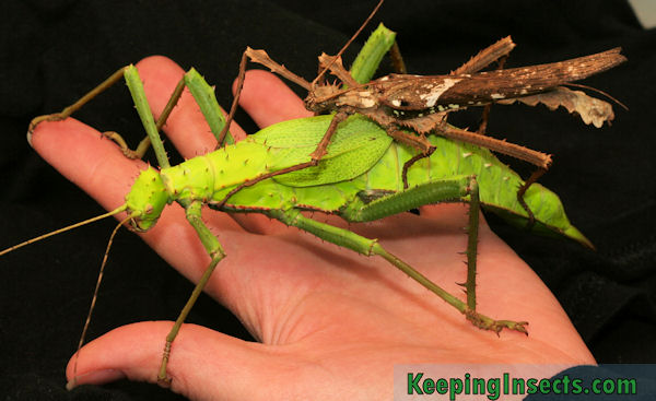 Heteropteryx dilatata- straszyk olbrzymi, młode L1
