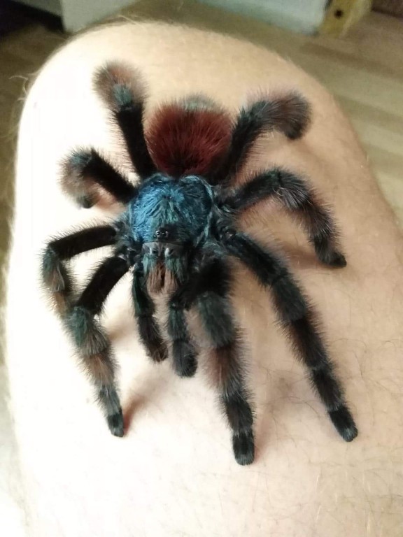 Caribena versicolor. Dorosły samiec