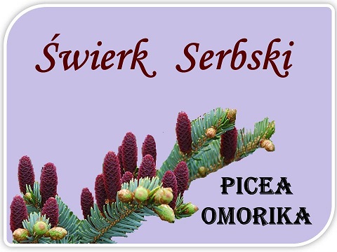 Nasiona świerk serbski (Picea omorica) 1 kg