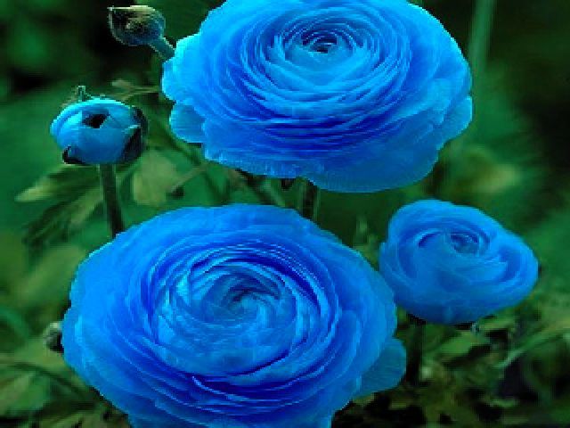 RANUNCULUS - JASKRY JASKIER NIEBIESKI 5 szt *B