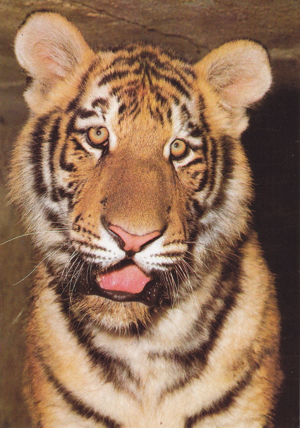 CZECHY - PRAGA - ZOO - TYGRYS SYBERYJSKI
