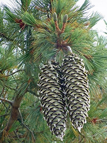 Sosna Lamberta Pinus Lambertiana 2 nasiona