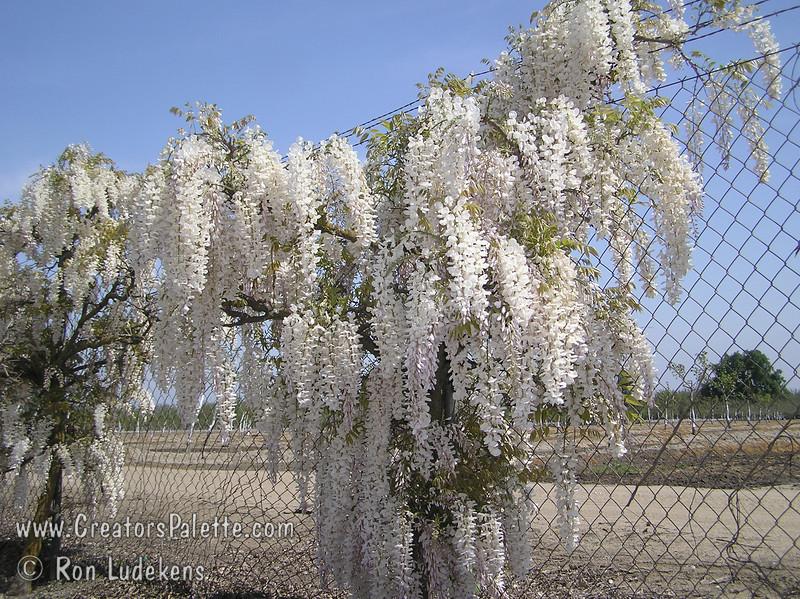 Wisteria sinensis 'Texas White' - Glicynia chińska