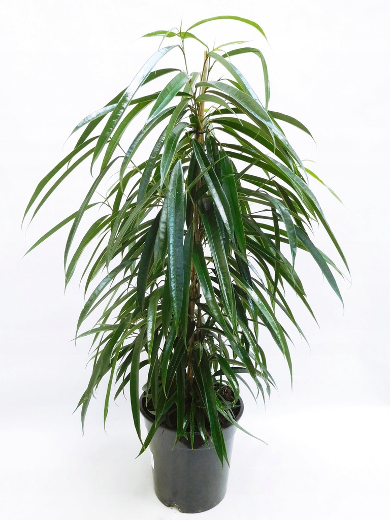 FIKUS ALII FICUS WĄSKOLISTNY 85cm