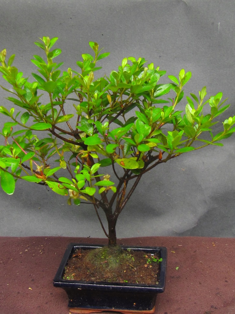 drzewko bonsai azalia prezent