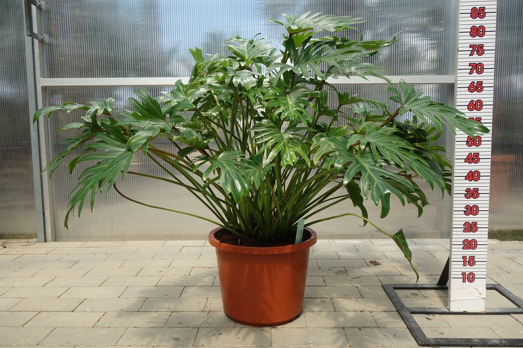 PHILODENDRON XANADU FILODENDRON 80-90CM KWIATY DOM