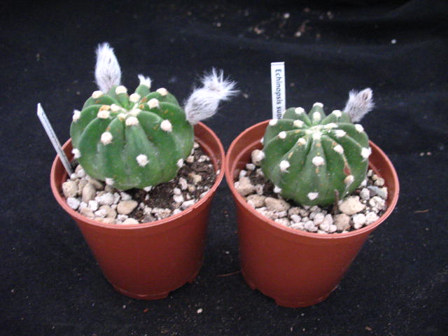 Kaktusy Echinopsis subdenudata z pąkiem w don 7cm