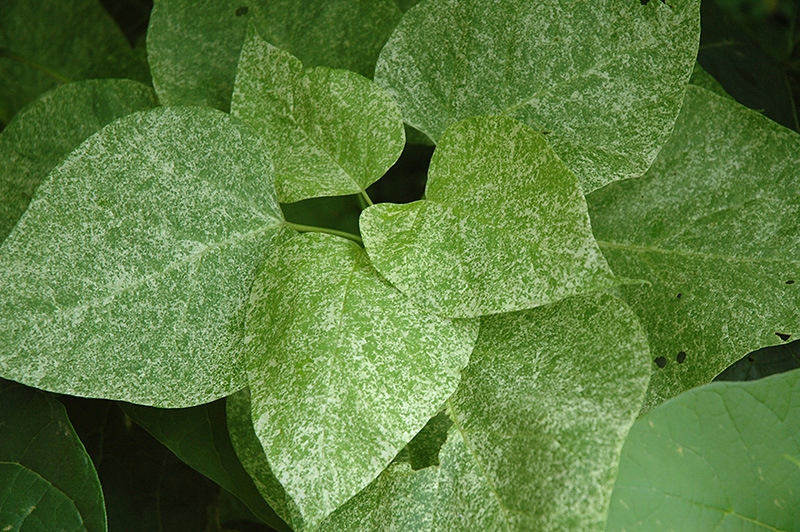 SURMIA Catalpa Katalpa JOLA PA 130-150cm C3