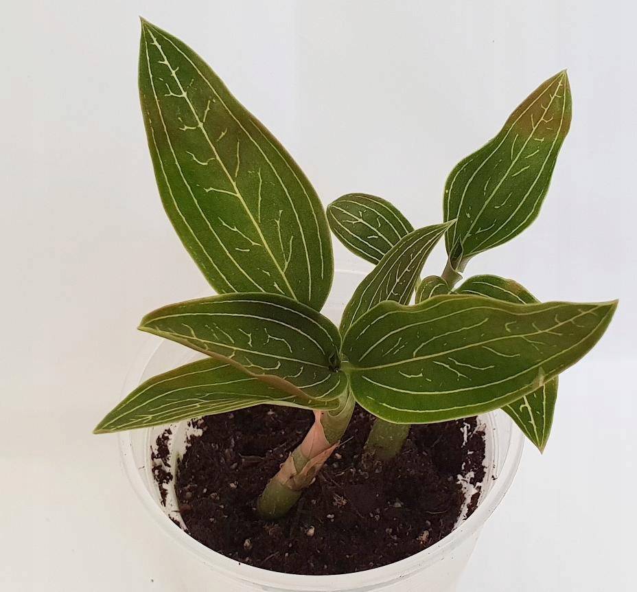 STORCZYK _Ludisia discolor 'Jade Velvet'
