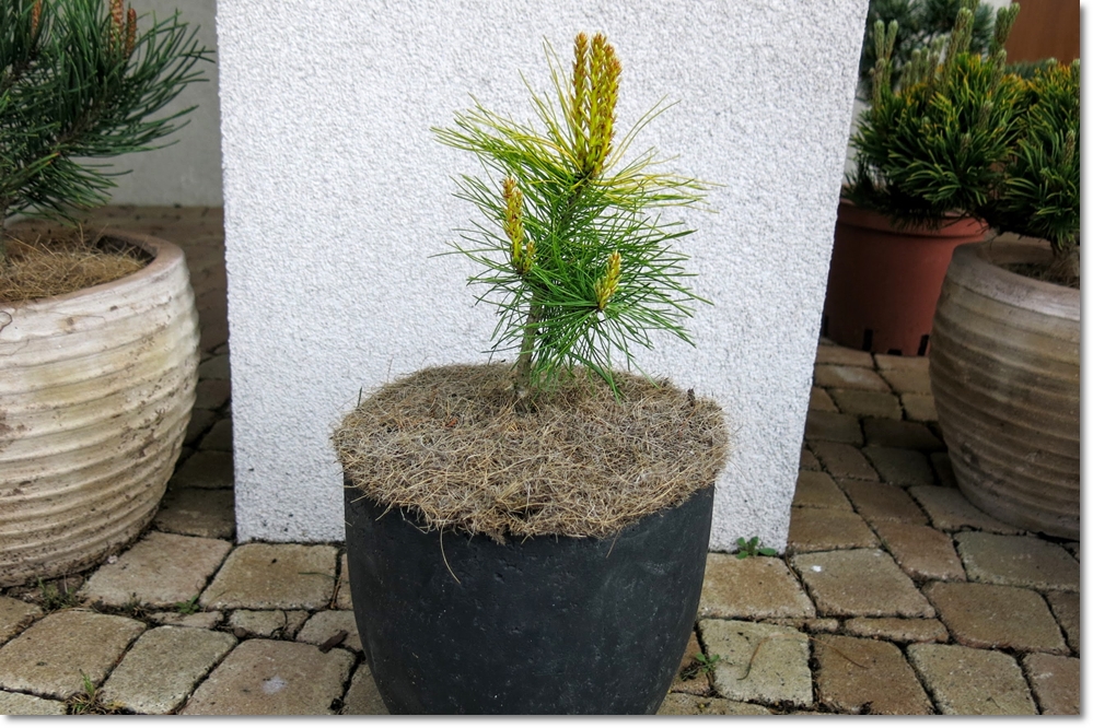 Pinus sylvestris 'Vargguld' - super promocja !!!