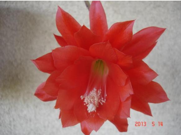 EPIPHYLLUM -KWIAT CZERWONY