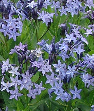 lazurowe gwiazdki AMSONIA WSCHODNIA długowieczna