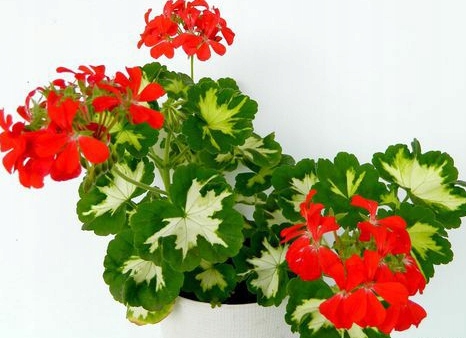 Pelargonia 'A Happy Thought' - sadzonki