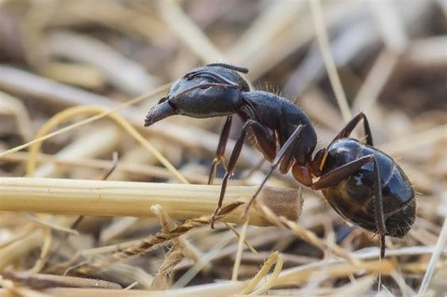 Camponotus Vagus rzadka duża mrówka Królowa