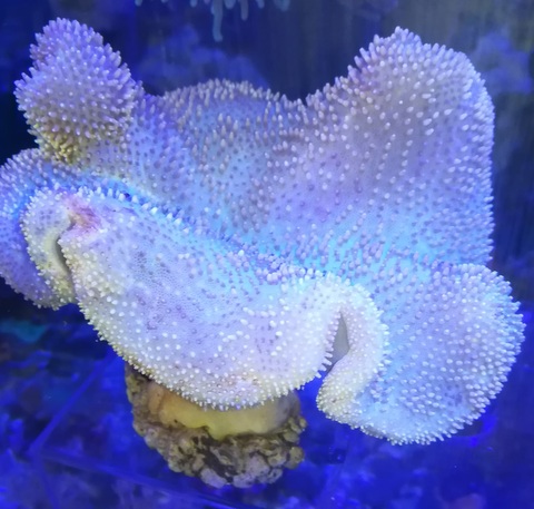 Morskie akwarium-sarcophyton fluo