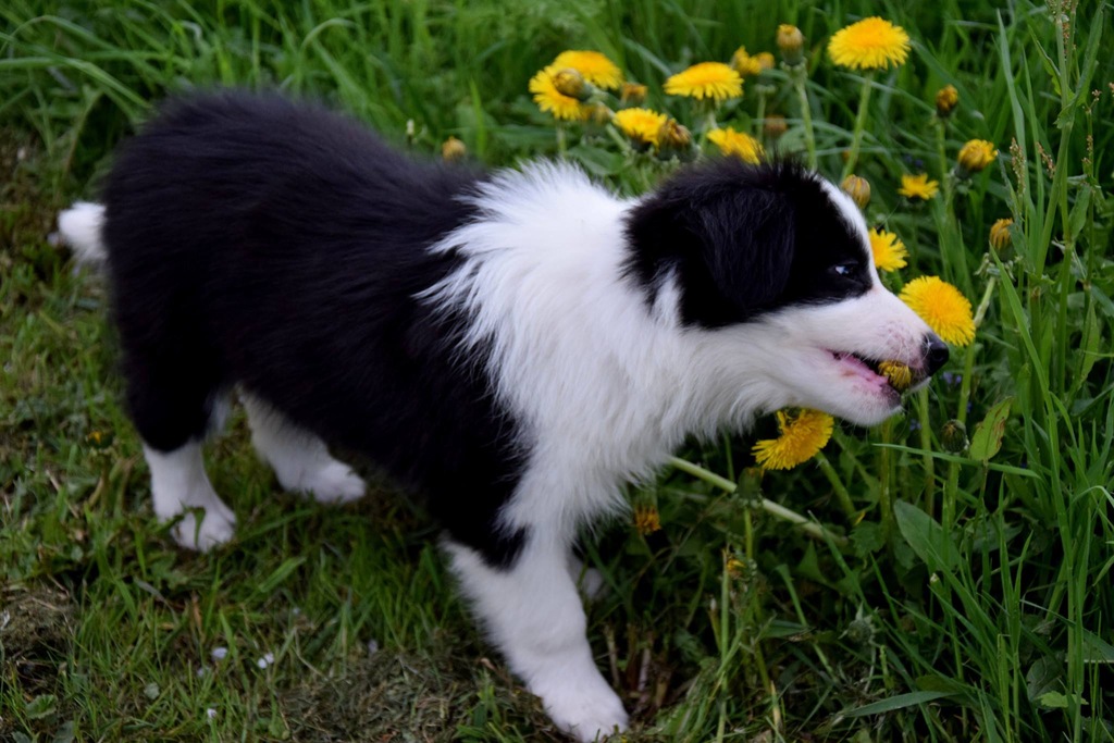 Szczeniaki BORDER COLLIE FCI ZKWP