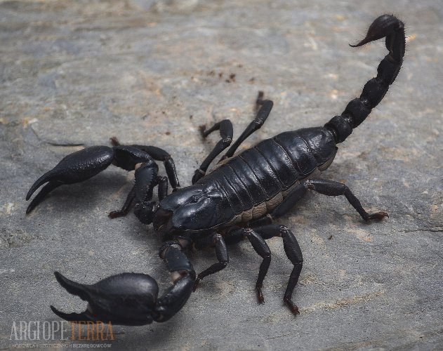 SKORPIONY - dorosłe duże - Heterometrus petersii !